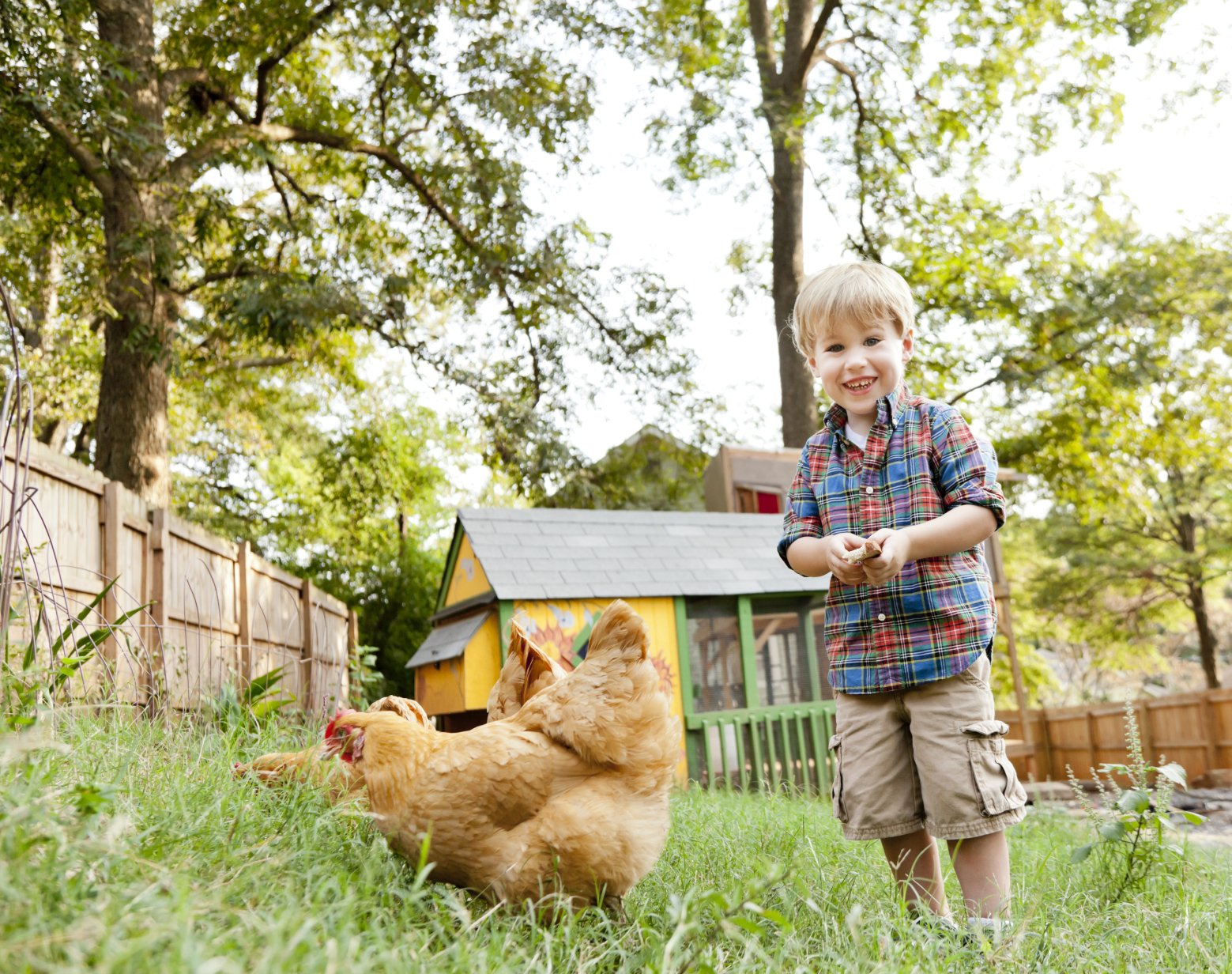 Top 10 Questions and Answers About Backyard Chickens